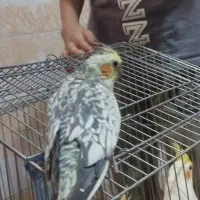 عروس هلندی
