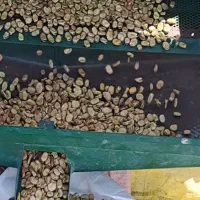 باقالی خشک خارجی  خوش پخت