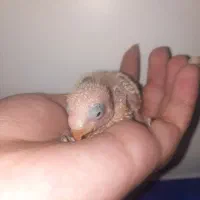 جوجه سرلاکی طوطی برزیلی