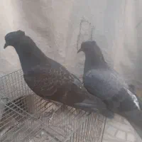 مفلق تهرانی