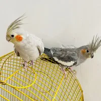 عروس هلندی