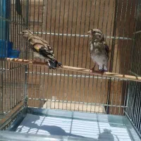 سهره رسمی جوجه متولد قفس جوجه سهره