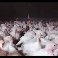 بوقلمون بیوتی دوماهه
