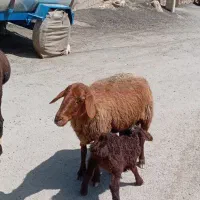 میش و بره سالم مناسب داشت قیمت 35ملیون