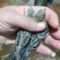 جوجه سهره قناری نیم دم شاهتخم تخم مرغ خور