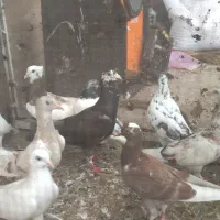 کبوتر