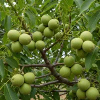 نهالستان انواع نهال های مثمر و غیر مثمر اصلاح شده