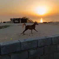 کنگان