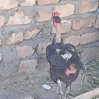 مرغ گردن گلابی