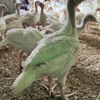 جوجه بوقلمون بیوتی ۴۵ روزه