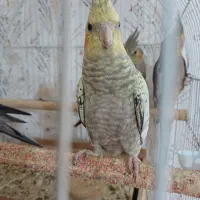 پرنده عروس هلندی