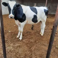 گوساله