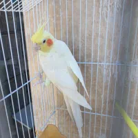 عروس هلندی لوتینو نر کارداده اماده و قفس