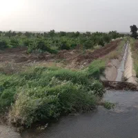 باغ-پسته-و-بادام-2-5-هکتار