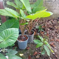 بابا آدم ودرخت آواکادو و انواع گل