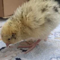 جوجه  بلدرچین سالم و سرحال