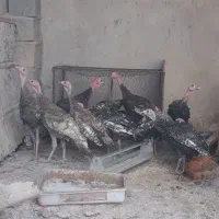 بوقلمون