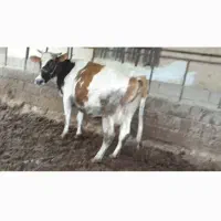 گاو با گوساله