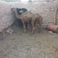 شتر هاشی لوک