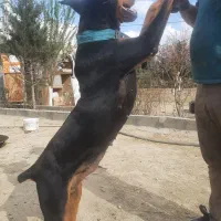 دوبرمن ماده ۲۰ماهه