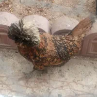 مرغ تخم گذار
