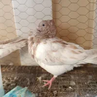 دوعدد جوجه کفتر کله زرد قشنگ مفت