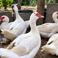 اردک اسرائیلی سفید ماده