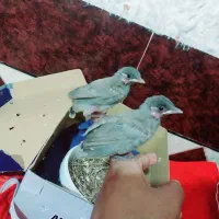 قناری