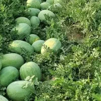 باغ هندوانه عمده