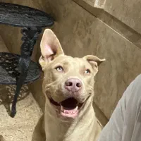 سگ پیتبول نر با رنگ خاص