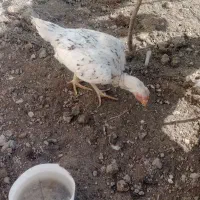 مرغ لاری