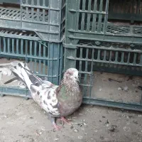 فروش کبوتر پرشی