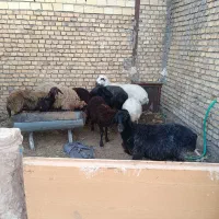 میش و بچه