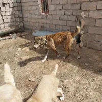 سگ گله ونگهبان