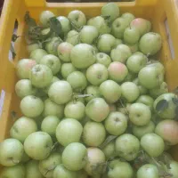 سیب گلاب  تازه رسیده