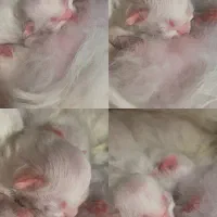 گربه|گربه|بابل, |دیوار