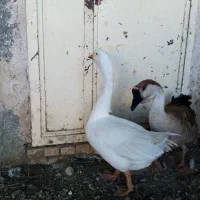 غاز