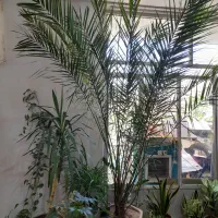 نخل تزئینی ۵ ساله سالم  و زیبا