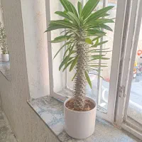 گل ماداگاسکار حدود۵۰سانت