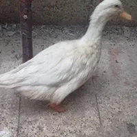 اردک