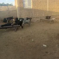 کولار . چبش .کهره ماده .بز