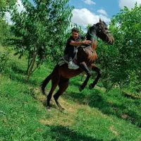 اسب کرد|اسب و تجهیزات اسب‌سواری|تبریز, |دیوار