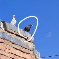 کبوتر کوی