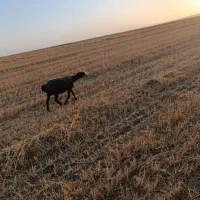 گوسفند بره دار