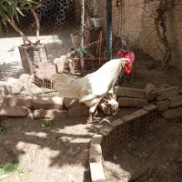 خروس سفیدیک ساله