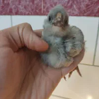جوجه گلین فول فول