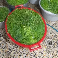 سبزی خورشتی
