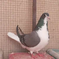 دمگیر.کبوتر.بدرنگ پرنده