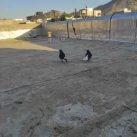 کبوتر