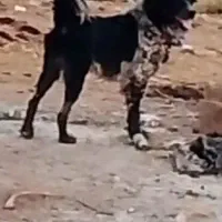 سگ خاسگری